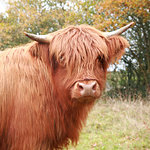 Highland cow in the meadow in autumn