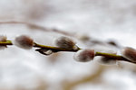 Willow bud in the winter