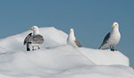 Black -legged Kittiwake on iceberg Franz Joseph Land