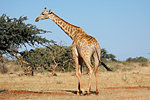 A southern giraffe (Giraffa camelopardalis) in natural habitat, South Africa