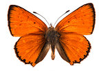 Male large copper butterfly (Lycaena dispar) isolated on a white background