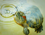 Red-eared turtle swims in the water.