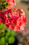 bright pelargonium decorate the yard in summer day