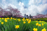 Oregon State Capitol in Salem Oregon with Cherry Blossom Trees and Daffodils Flowers blooming during Spring Season