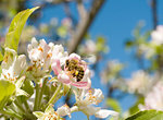 Western honey bee or European honey bee (Apis mellifera)