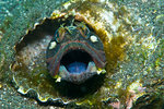 Sarcastic Fringehead (Neoclinus blanchardi) 10-240ft, 3-8 inches. Little Scorpion, Santa Cruz, Channel Islands, California