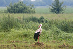 Lonely stork on a summer meadow.