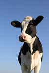 Attentive black and white cow over a blue sky background