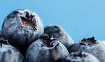 Fresh tasty blueberries on blue background, healthy eating concept