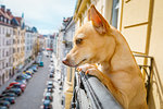 nosy watching podenco  dog form top of balcony, very curious and looking around