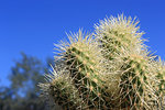 A cluster of Hedgehog Cacti (Echinocereus engelmannii) at the Desert Botanical Gardens in Phoenix, Arizona