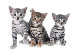 bengal kitten in front of white background