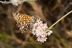 Apodemia virgulti Behr's Metalmark in Camarillo, CA