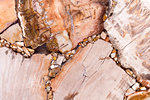 Elegant petrified wood texture in light brown tone with unusual relief. High resolution photo.