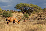 Red hartebeest (Alcelaphus buselaphus) in a natural habitat, Mokala National Park, South Africa