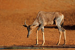 Rare tsessebe antelope (Damaliscus lunatus) at a waterhole, South Africa