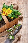 Garden flowers primula in wicker basket with blooming branch plum on wooden board.