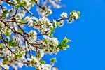 Blooming tree plum on background blue sky. Spring gardening. White flower on branch.