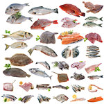 group of fish in front of white background