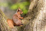 British native Red Squirrel in tree cleft on Brownsea Island, Dorset.