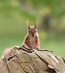 British native Red Squirrel on log on Brownsea Island, Dorset.