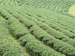 Organic tea rows on the hill of the local tea farm,northern of Thaialnd.