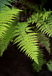 Young fronds of a fern in spring