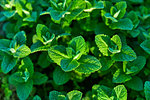 Fresh mint, herb and spice. Organic gardening and farming background with green refreshing mint leaves.
