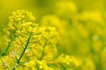 Yellow coleseed flowers grow in fresh air in the spring