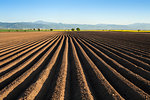 Potato field in the early spring after sowing - with furrows running towards the horizon in the late afternoon lights