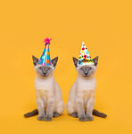 Siamese Party Cats Wearing Birthday Hats