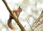 Red Squirrel looking down from tree branch on Brownsea Island.