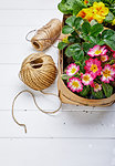 Spring flower primula in wicker basket on wooden board with garden inventory gardening. Top view.