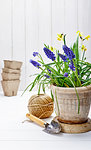 Spring flower muscari and narcissus in pot with garden inventory at white wooden board gardening and floriculture.