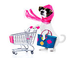 crazy and silly  poodle dog diva lady with bag pushing  empty supermarket cart , isolated on white background