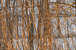 branches of bushes, branches of trees, background allegory