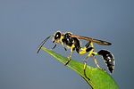 Close up shot of sphecidae with black and yellow vibrant colors.