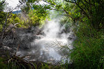 Rotorua volcanic hot springs in forest, New Zealand