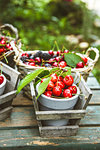 Fresh forest fruit on wood. Fresh organic fruit. Red cherries, blueberries and blackberries