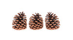 Three pine cones isolated on a white background