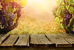 Nature background with Vineyard in autumn harvest. Ripe grapes in fall. Table with vineyard