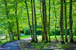 Pathway through forest in Ordesa y Monte Perdido National Park in the Pyrenees in Huesca, Aragon, Spain