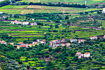 Overview of farms with terraced vineyards in the Cima Cogo central wo=ine region of the Douro River Valley, Norte, Portugal