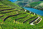 Rows of vines in the terraced vineyards in the Douro River Valley, Norte, Portugal