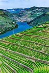 Terraced vineyards in the Douro River Valley, Norte, Portugal