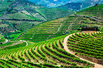 Road through the terraced vineyards in the Douro River Valley, Norte, Portugal