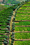 Rows of vines on the terraced vineyards in the Douro River Valley, Norte, Portugal