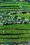 Overview of the terraced vineyards in the Douro River Valley, Norte, Portugal