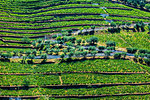 Overview of the terraced vineyards in the Douro River Valley, Norte, Portugal