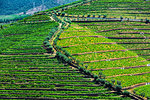 Rows of vines in the terraced vineyards in the Douro River Valley, Norte, Portugal